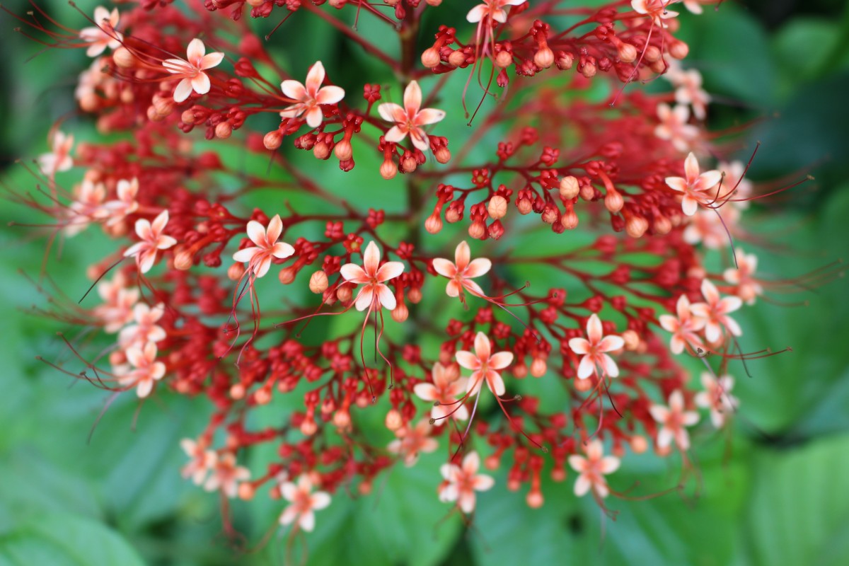 Clerodendrum paniculatum L.